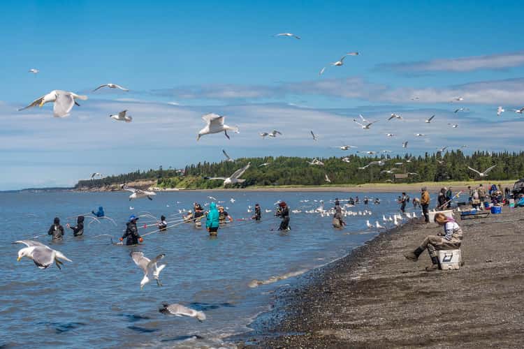 Kasilof Beach Dipnetting