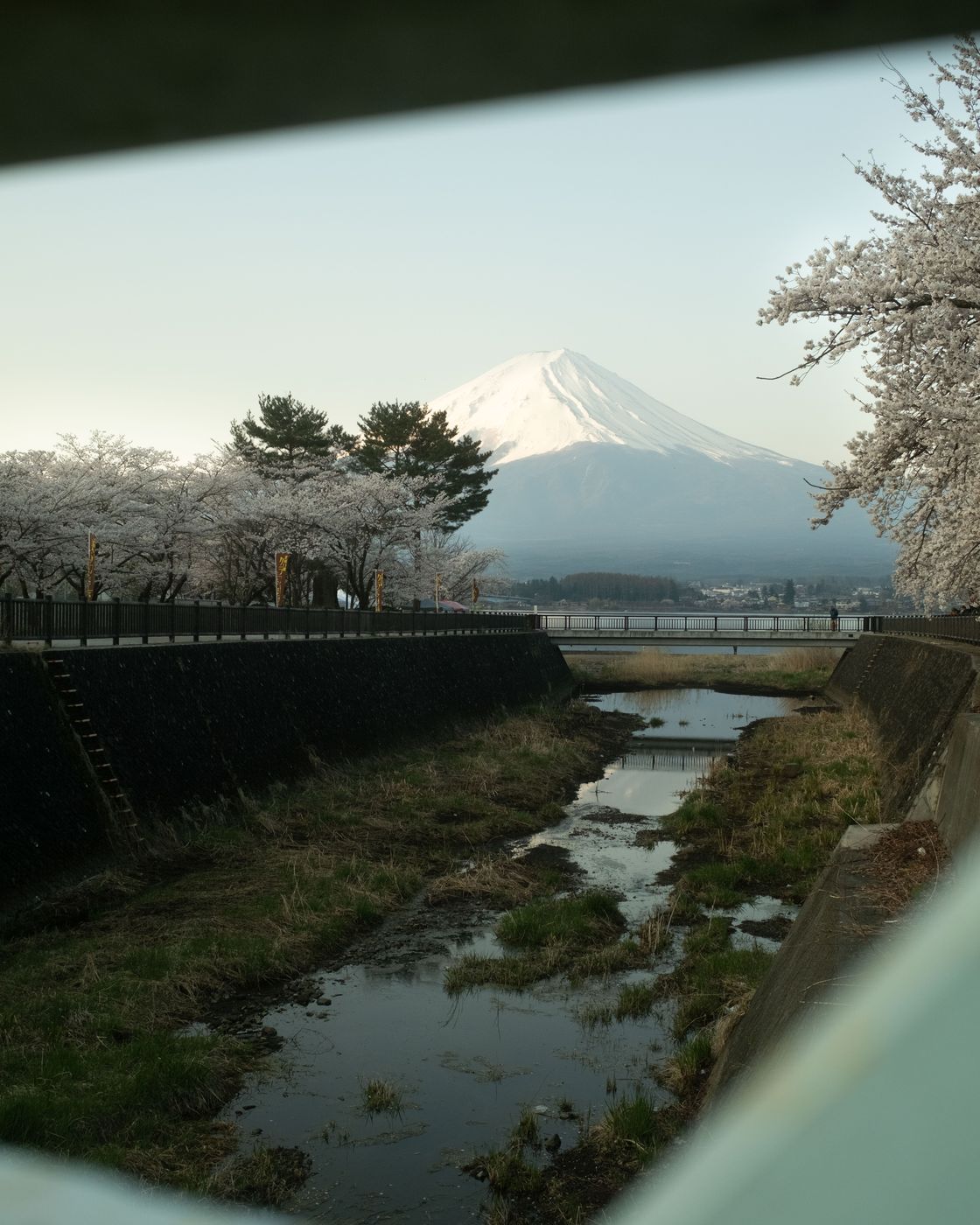 Cherry blossom at Kogamasao Memorial Park, Mount Fuji, Japan