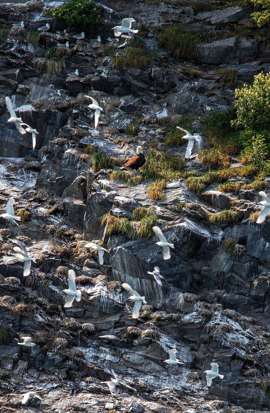 Lowell Glacier Waterfalls, USA