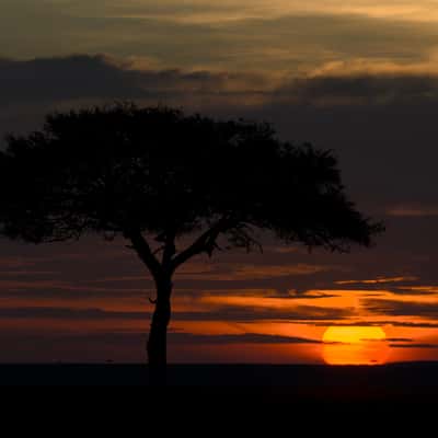 Masai Mara National Reserve, Kenya