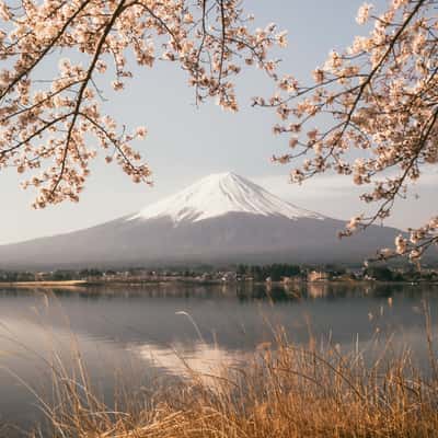 Mount Fuji view from Lake Kawaguchi, Japan