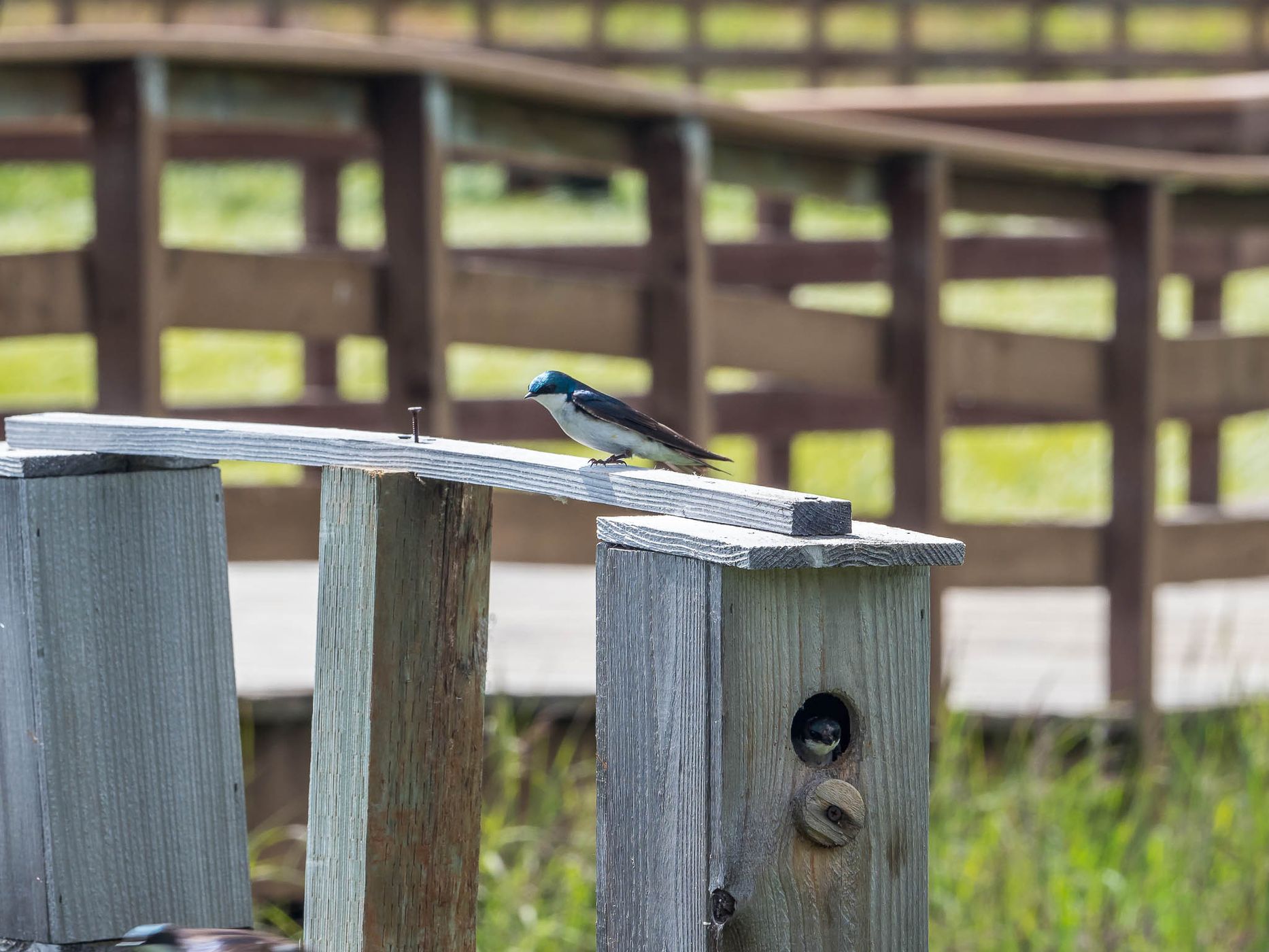 Potter Marsh, USA