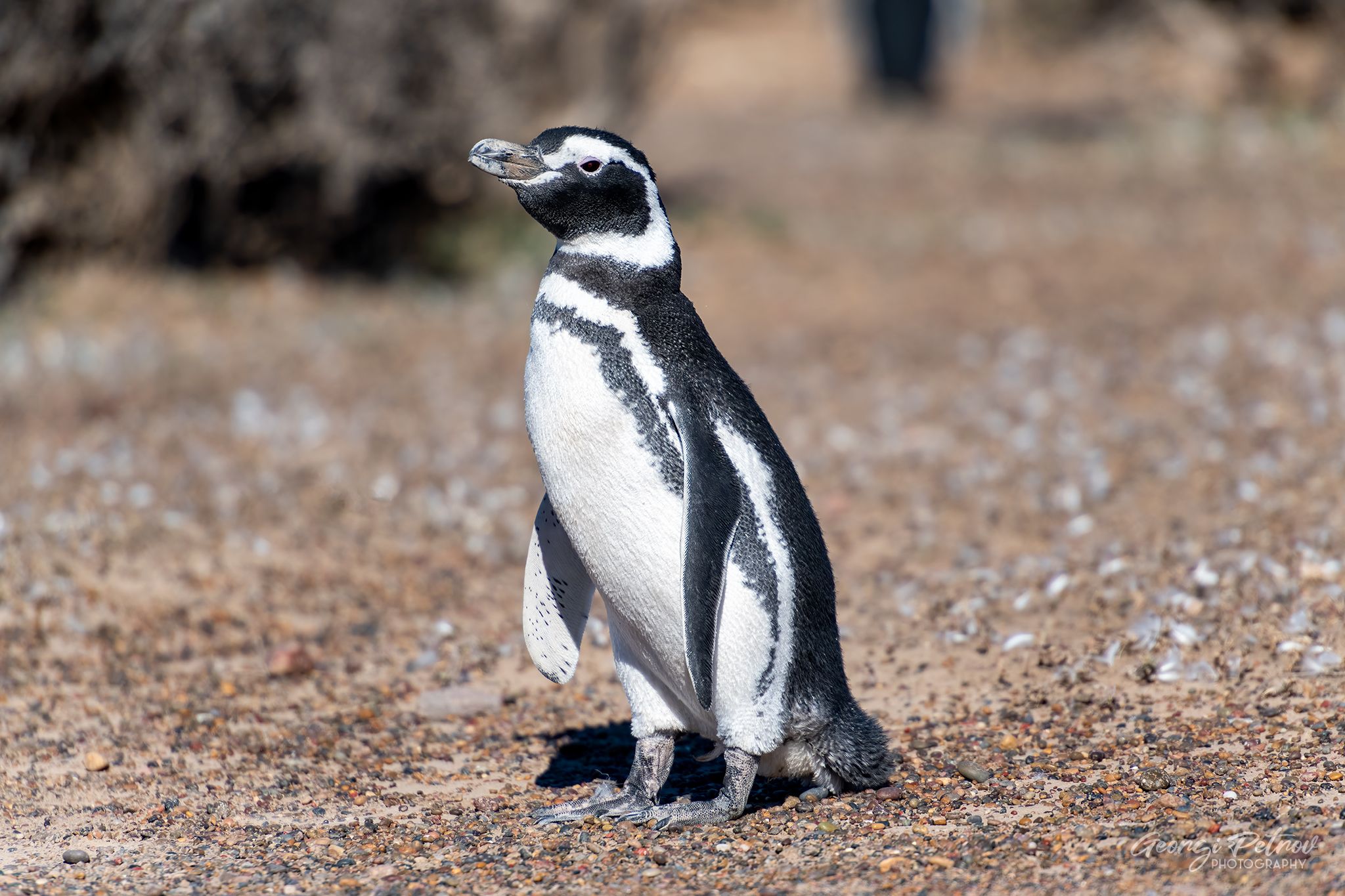 Punta Tombo, Argentina