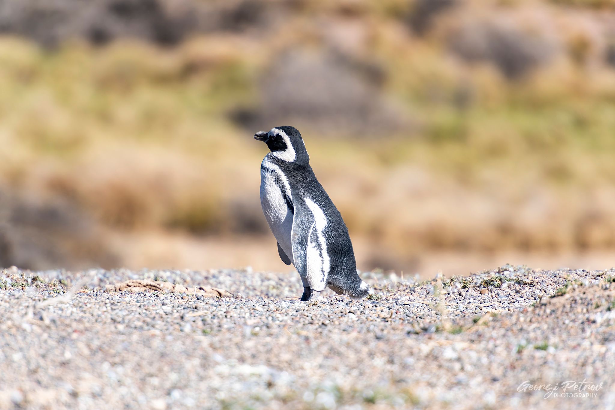Punta Tombo, Argentina