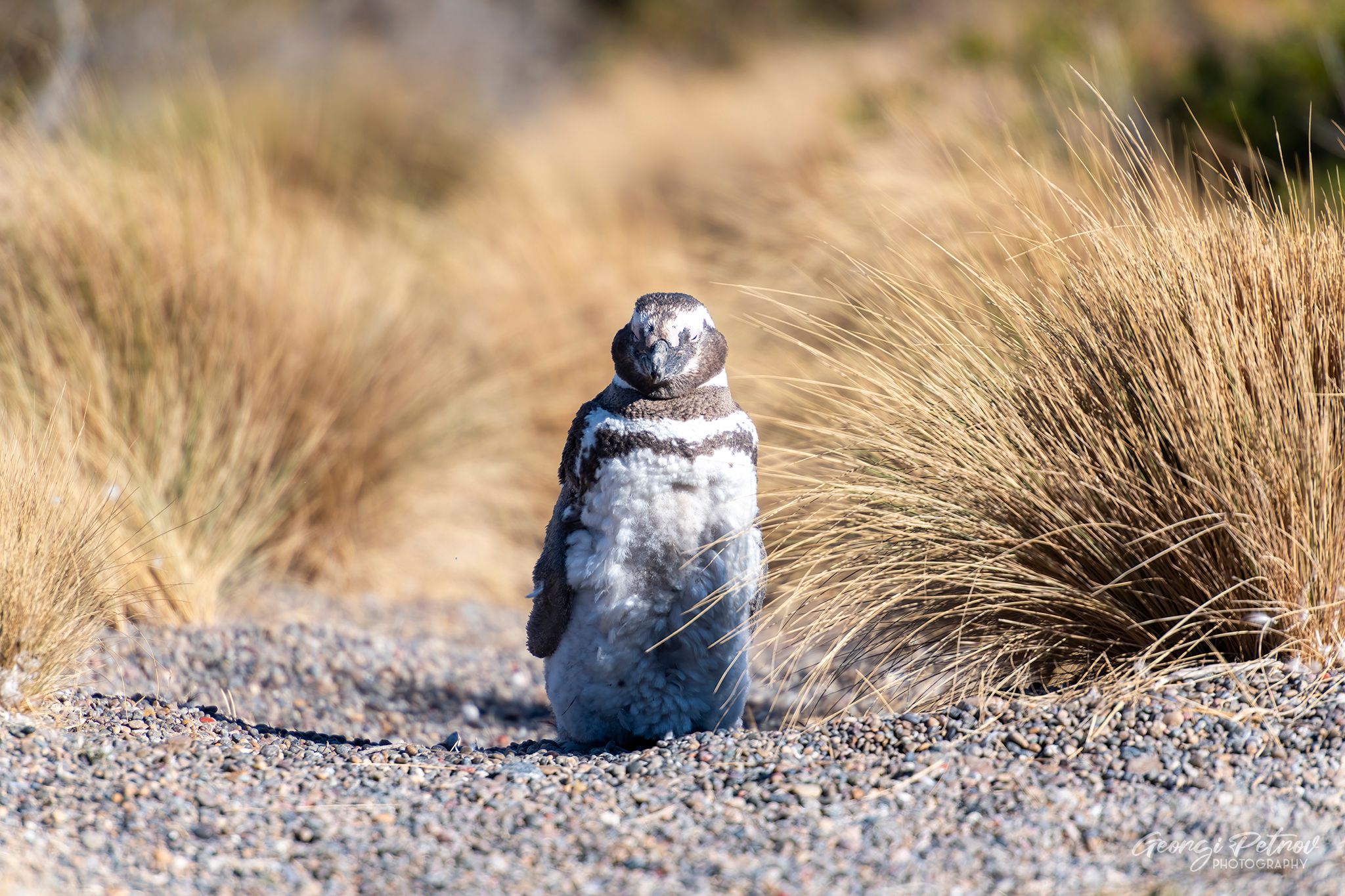 Punta Tombo, Argentina
