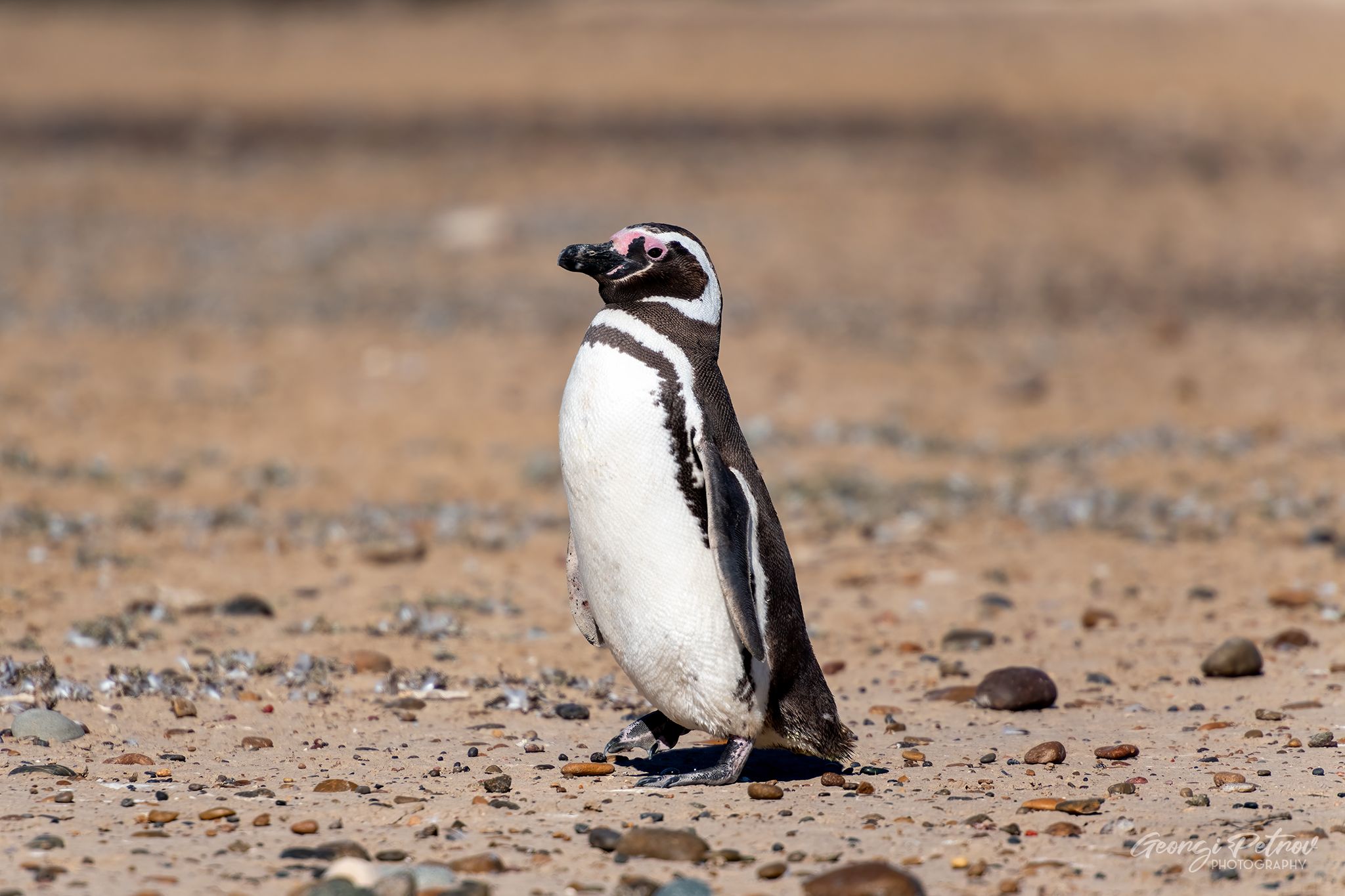 Punta Tombo, Argentina