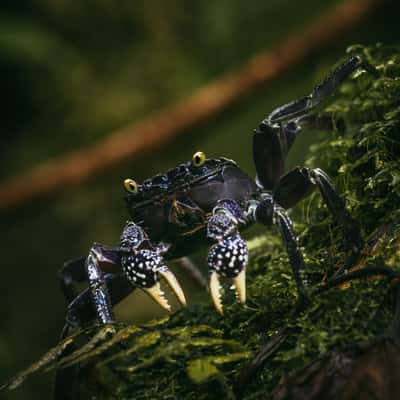 Purple land crab, Taveuni, Fiji
