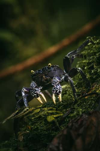 Purple land crab, Taveuni