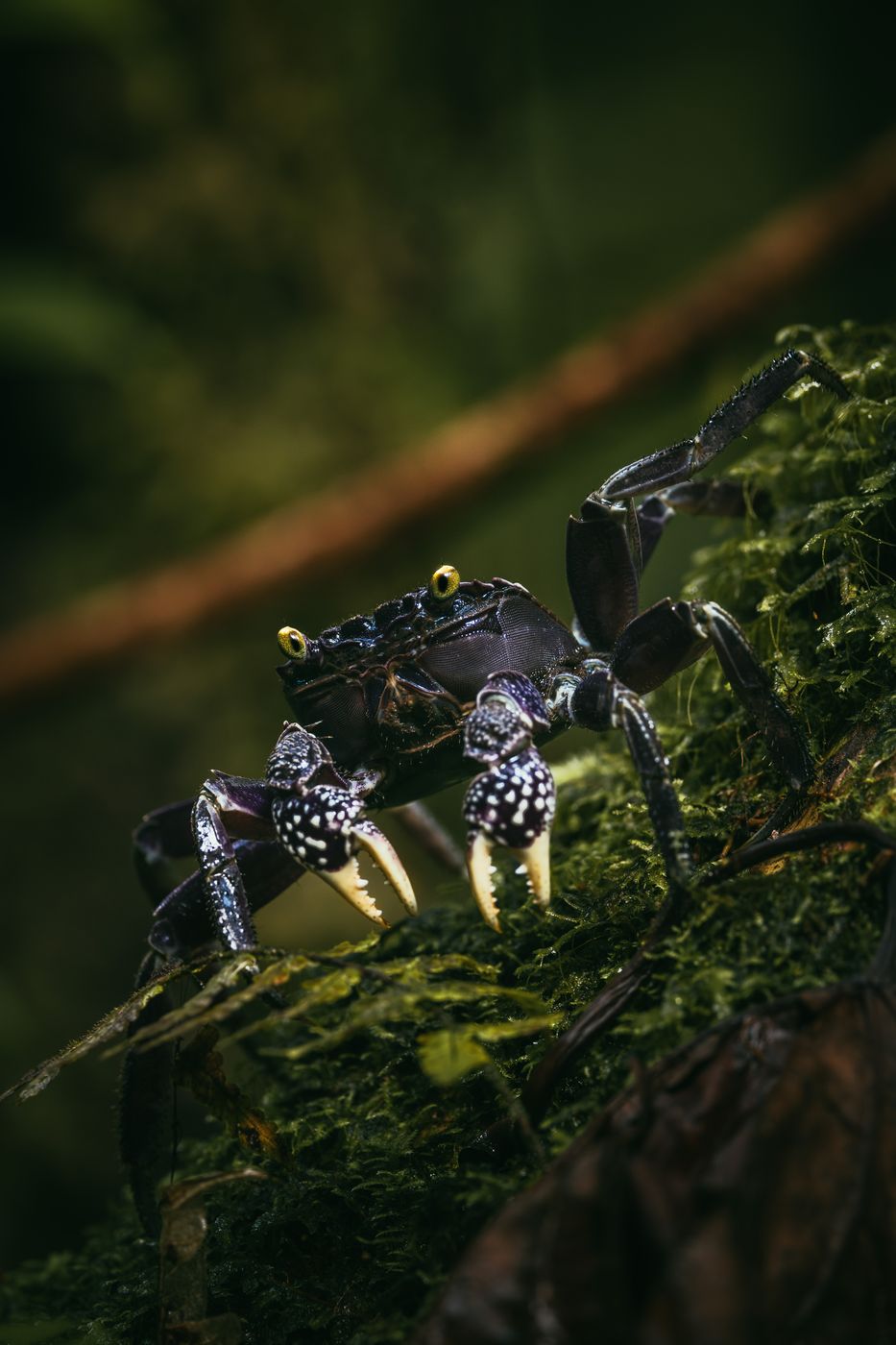 Purple land crab, Taveuni, Fiji