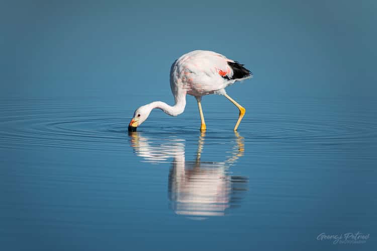 Salar de Atacama (Laguna Chaxa)