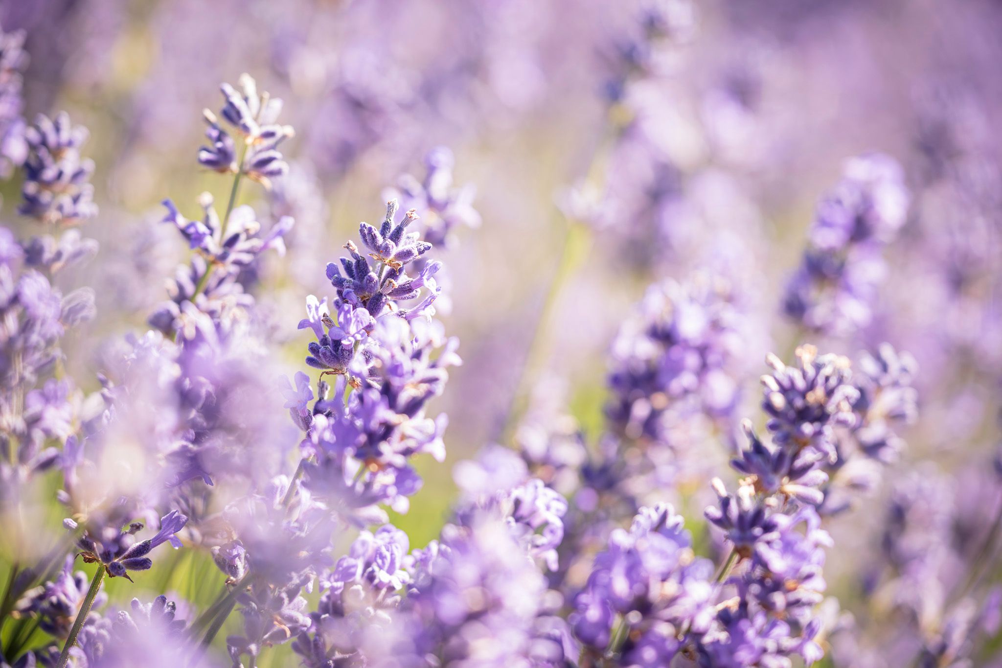 Scottish Lavender, United Kingdom