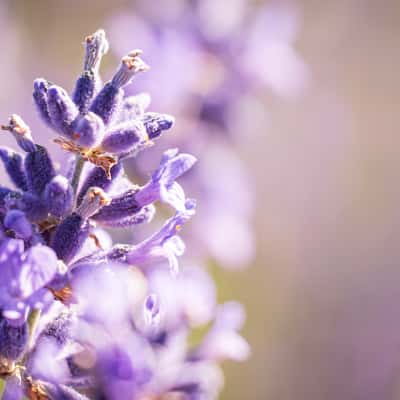 Scottish Lavender, United Kingdom
