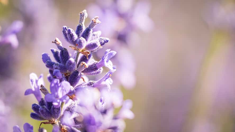 Scottish Lavender