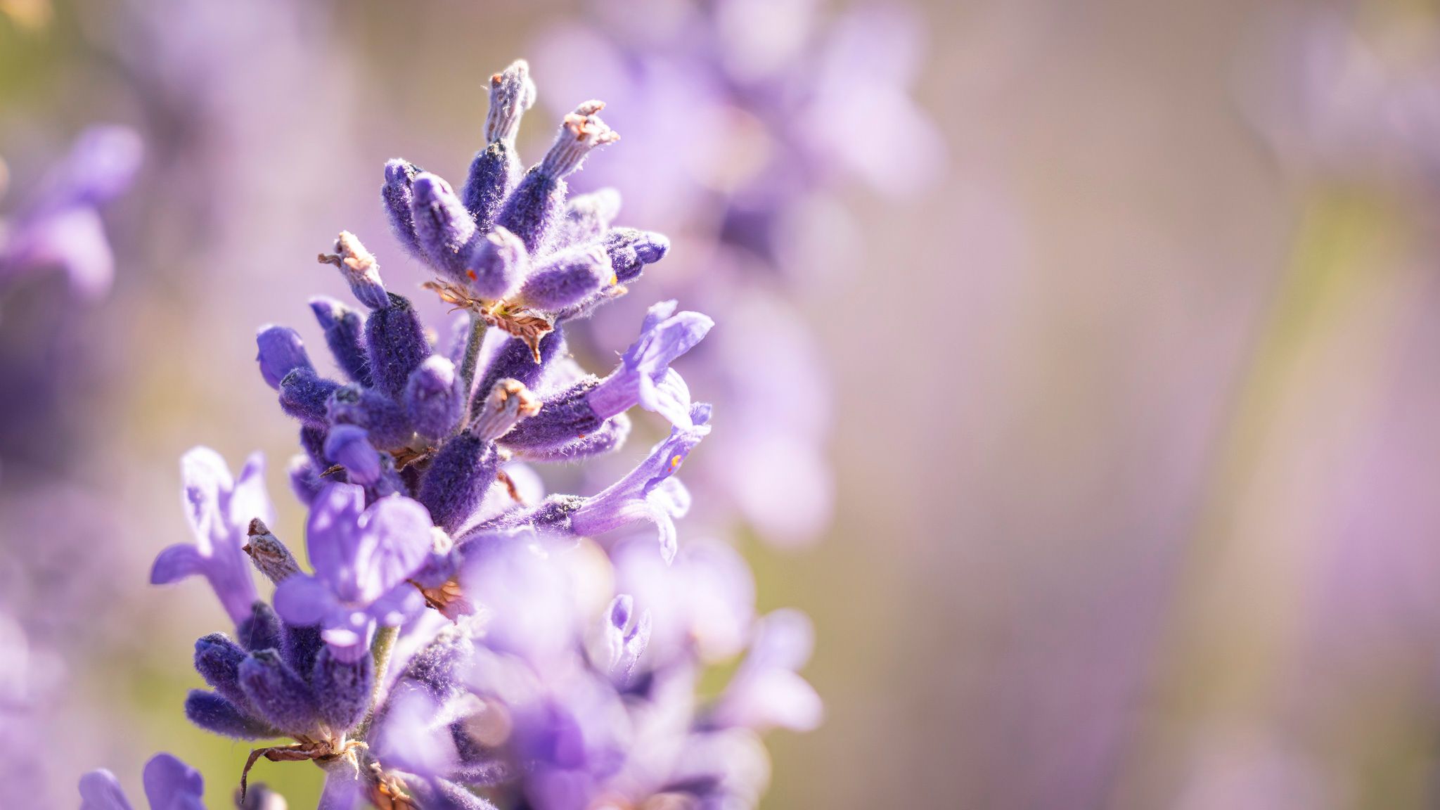 Scottish Lavender, United Kingdom
