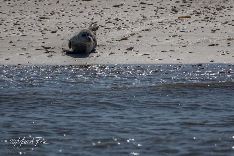 Seal bank off Büsum