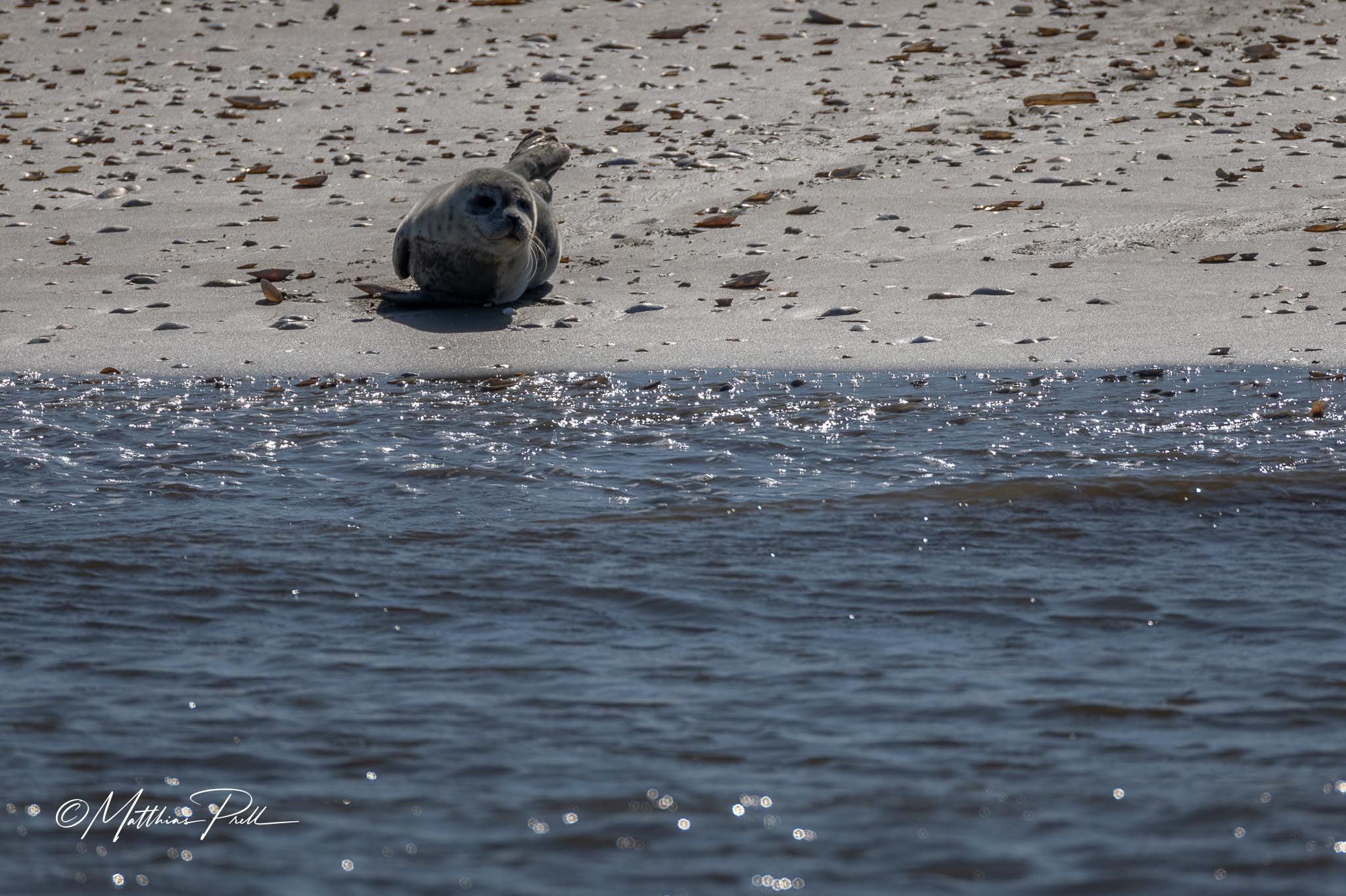 Seal bank off Büsum, Germany