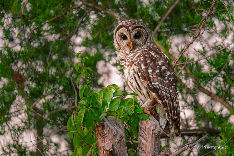 Sequoyah Wildlife Refuge