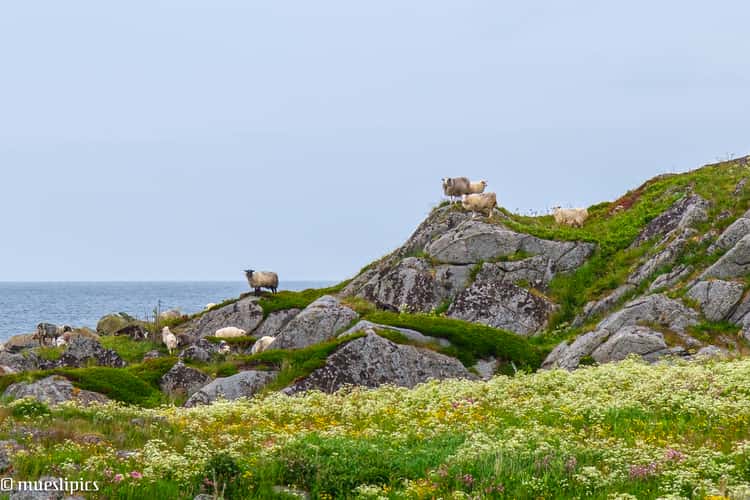 Sheep on a hill