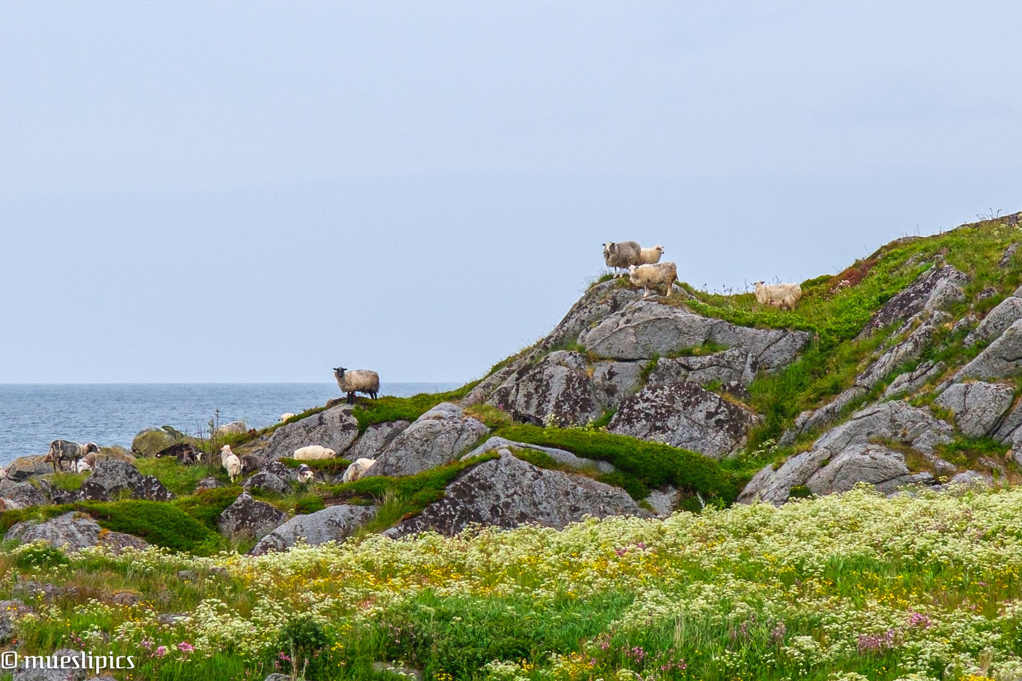 Sheep on a hill, Norway