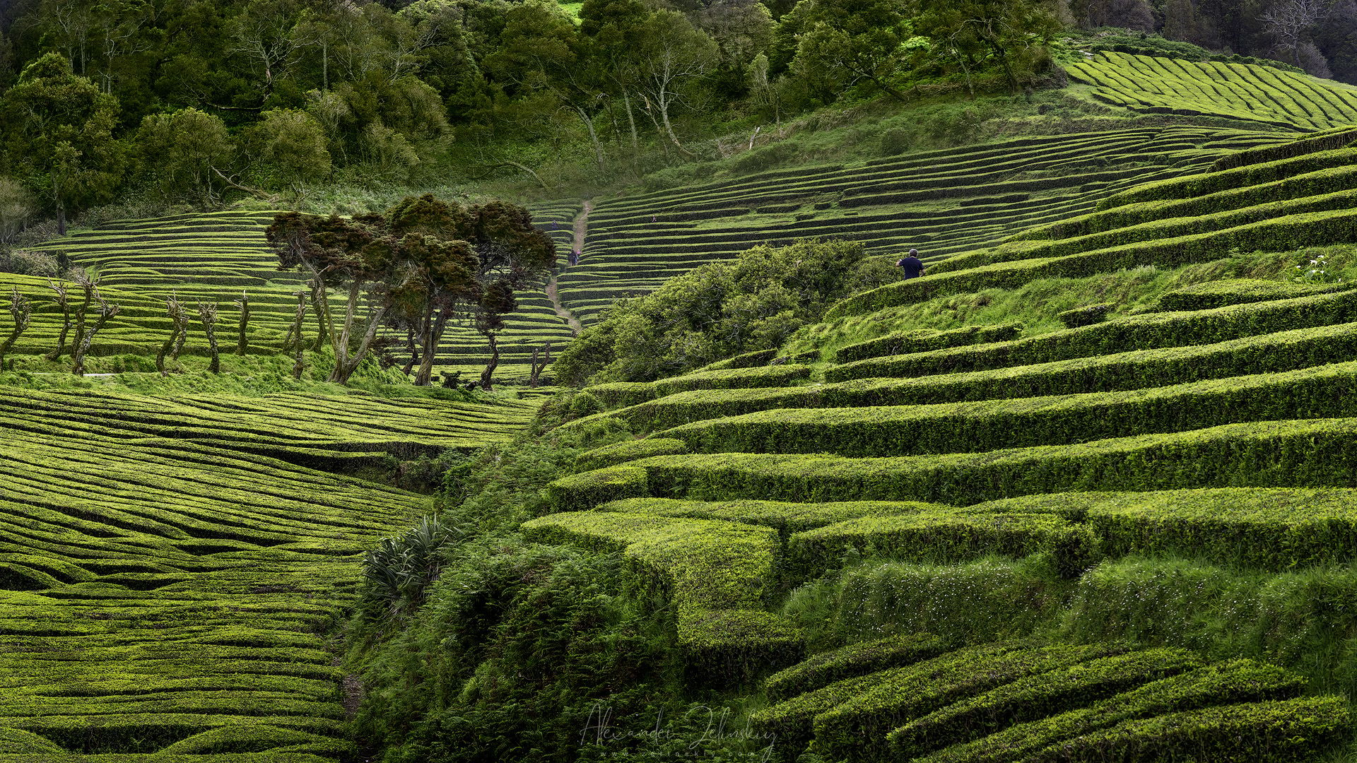 Tea Plantation of Chá Gorreana, Sao Miguel, Azores, Portugal