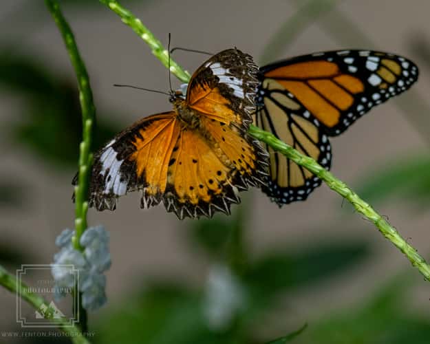 The Butterfly Farm Aruba