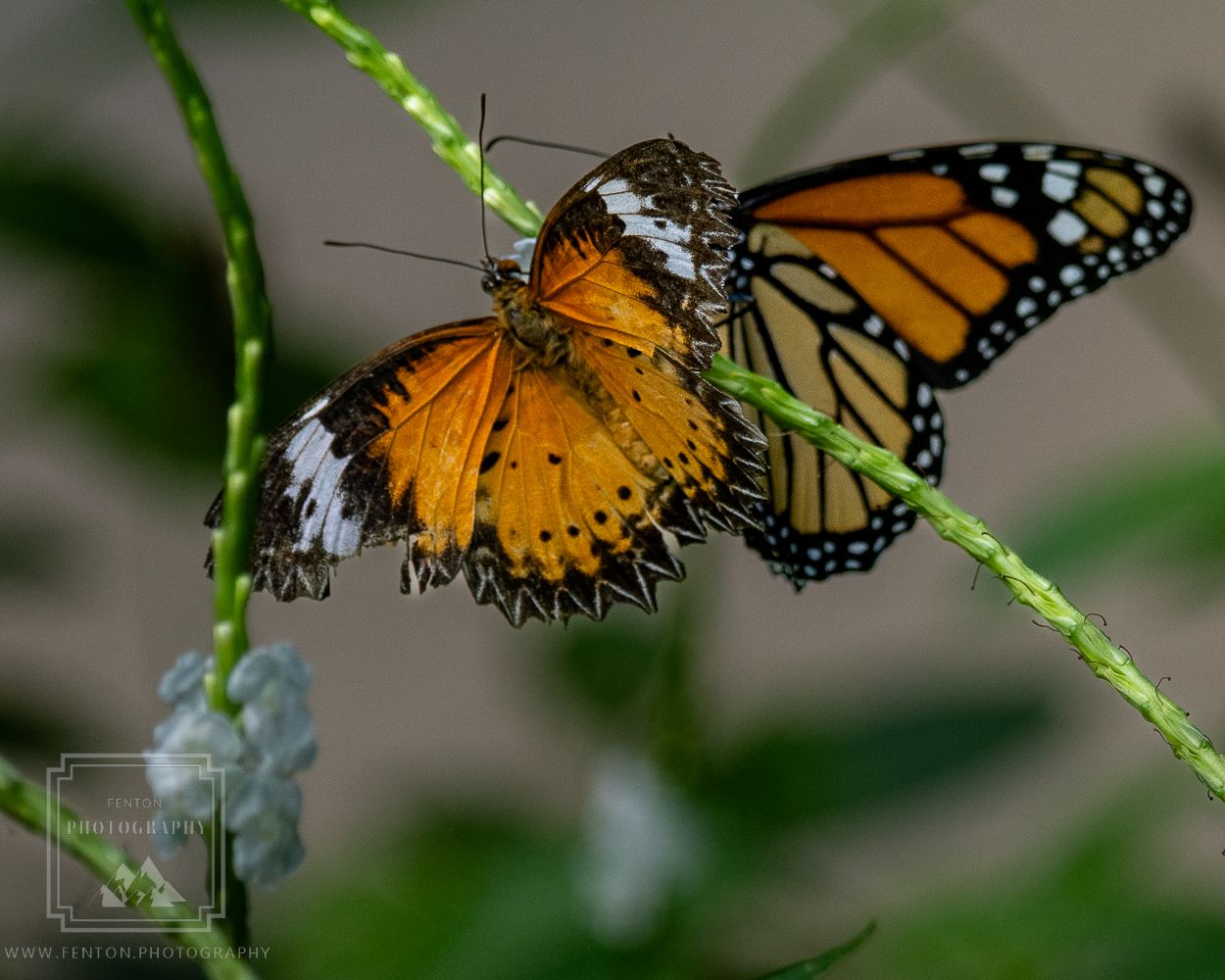 The Butterfly Farm Aruba, Aruba