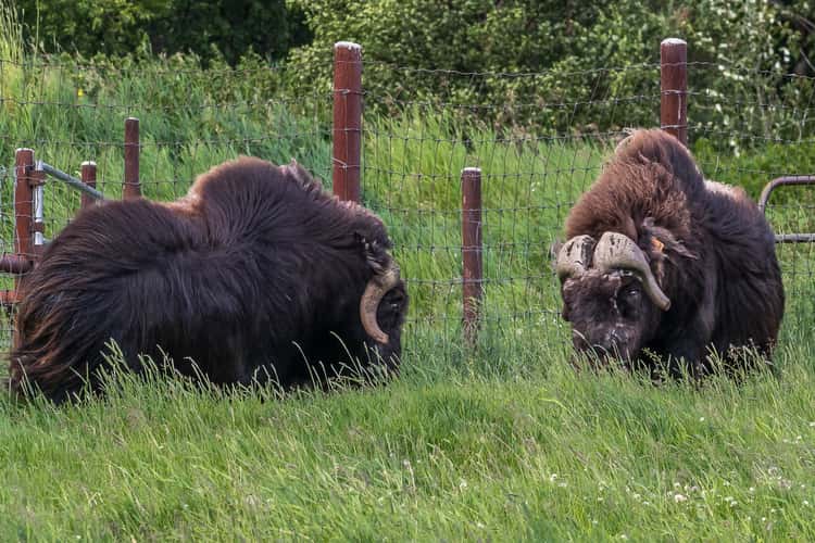 The Musk Ox Farm