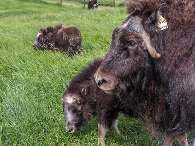 The Musk Ox Farm