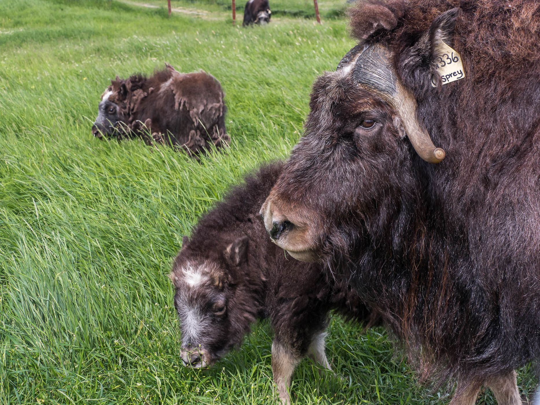 The Musk Ox Farm, USA