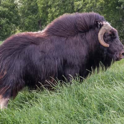 The Musk Ox Farm, USA