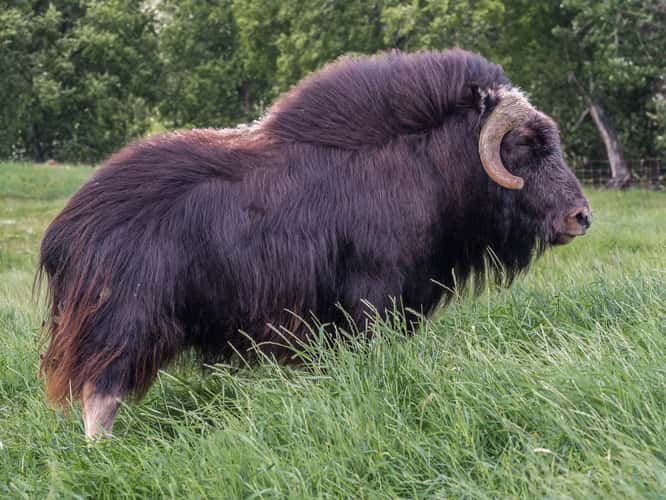 The Musk Ox Farm