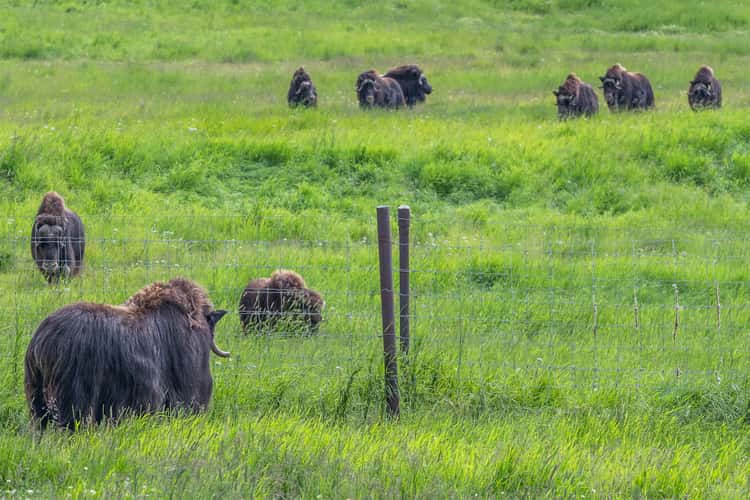 The Musk Ox Farm