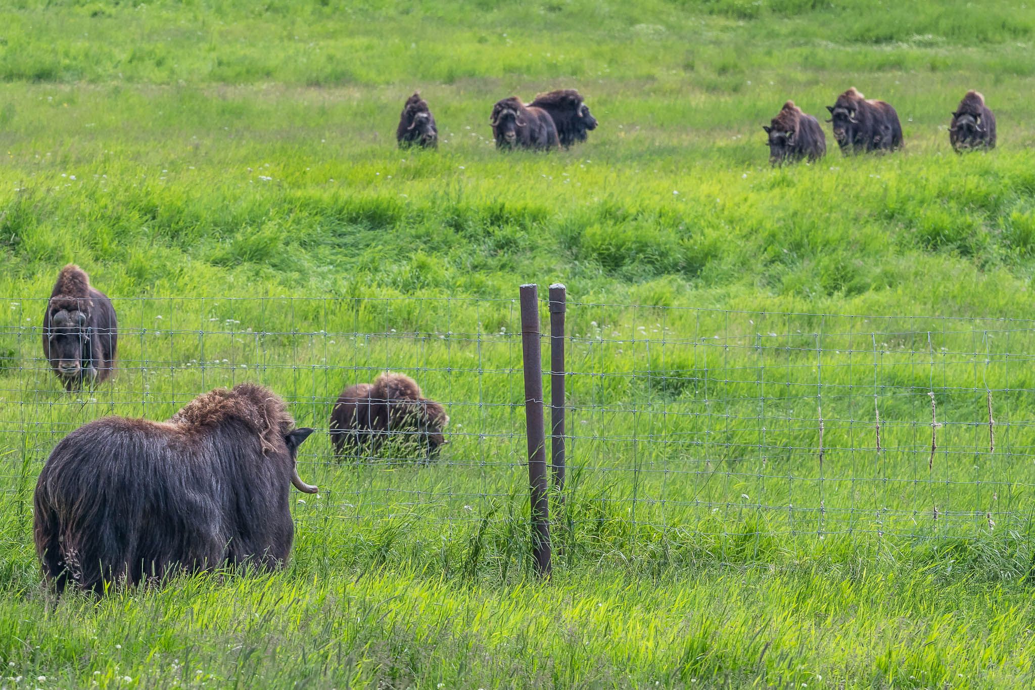 The Musk Ox Farm, USA