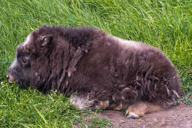 The Musk Ox Farm