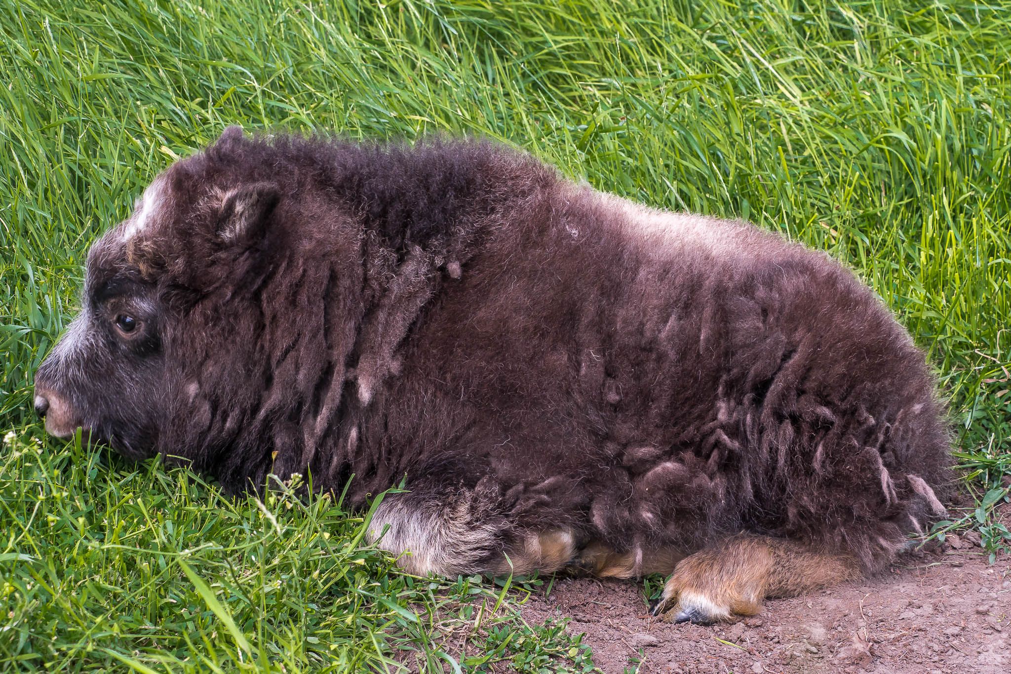 The Musk Ox Farm, USA