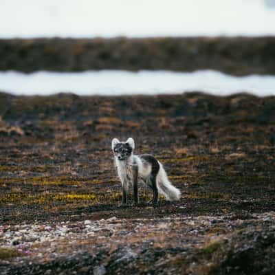Tundra, Eidembukta, Svalbard & Jan Mayen Islands