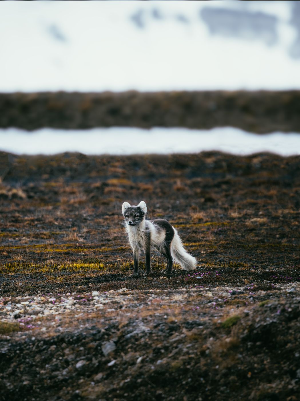 Tundra, Eidembukta, Svalbard & Jan Mayen Islands