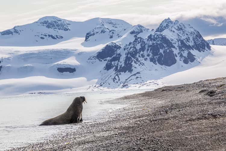 Walrus at Forlandsundet
