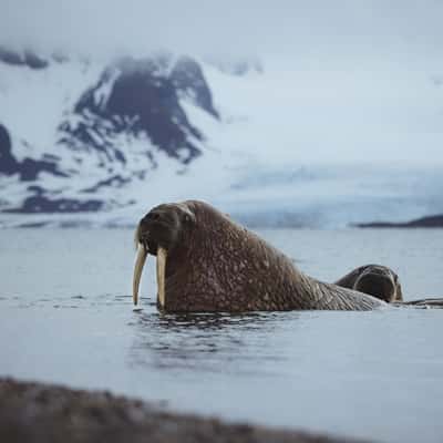 Walrus at Forlandsundet, Svalbard & Jan Mayen Islands