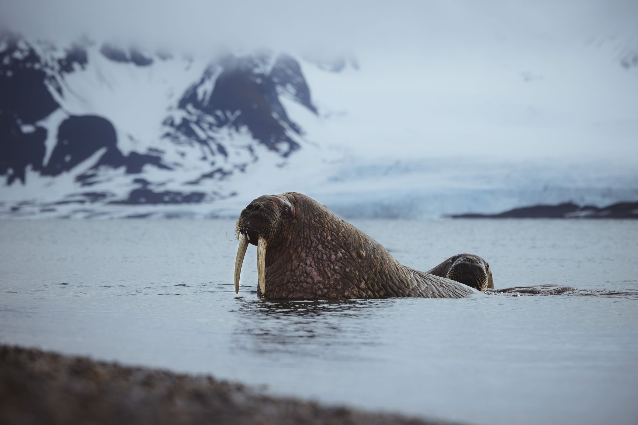 Walrus at Forlandsundet, Svalbard & Jan Mayen Islands