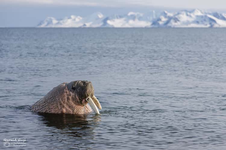 Walrus at Forlandsundet