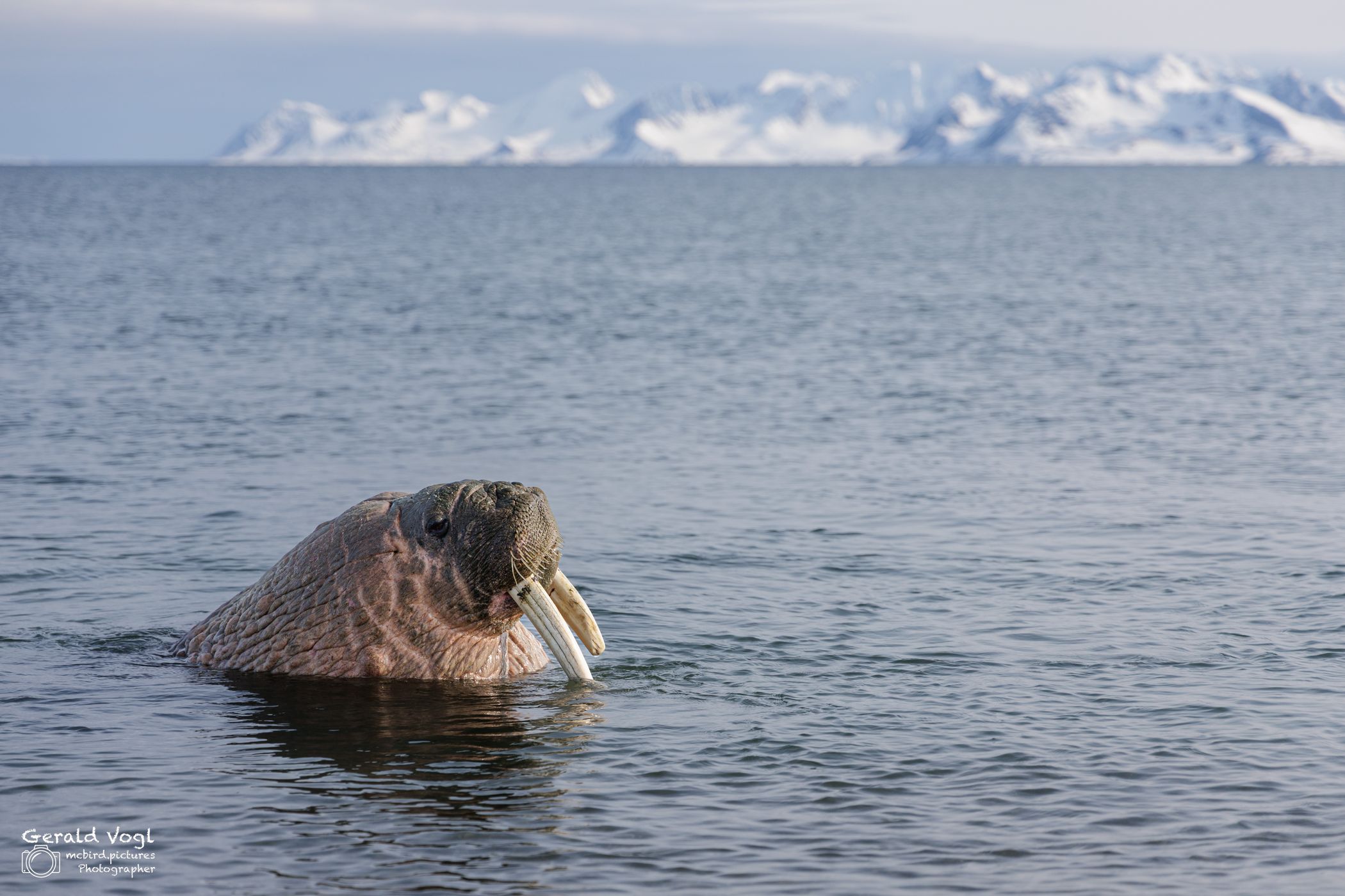 Walrus at Forlandsundet, Svalbard & Jan Mayen Islands