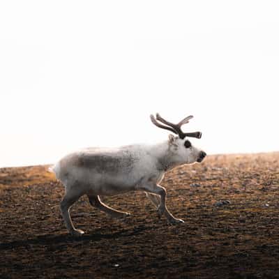 Wildlife Tundra, Svalbard & Jan Mayen Islands