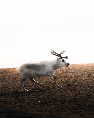 Wildlife Tundra