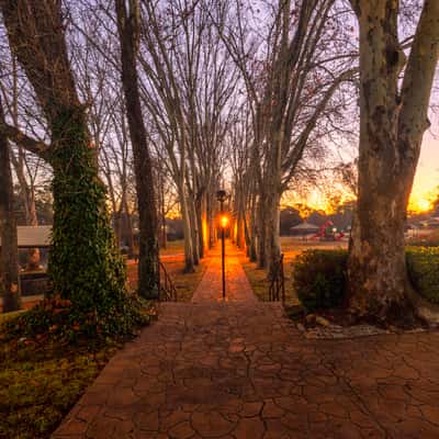 Winter Forest Sunrise Coonabarabran, New South Wales, Australia