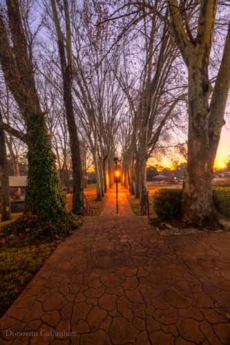 Winter Forest Sunrise Coonabarabran, New South Wales