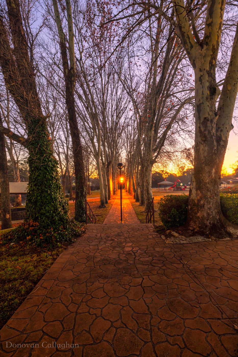 Winter Forest Sunrise Coonabarabran, New South Wales, Australia