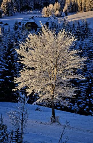 Wintersonne