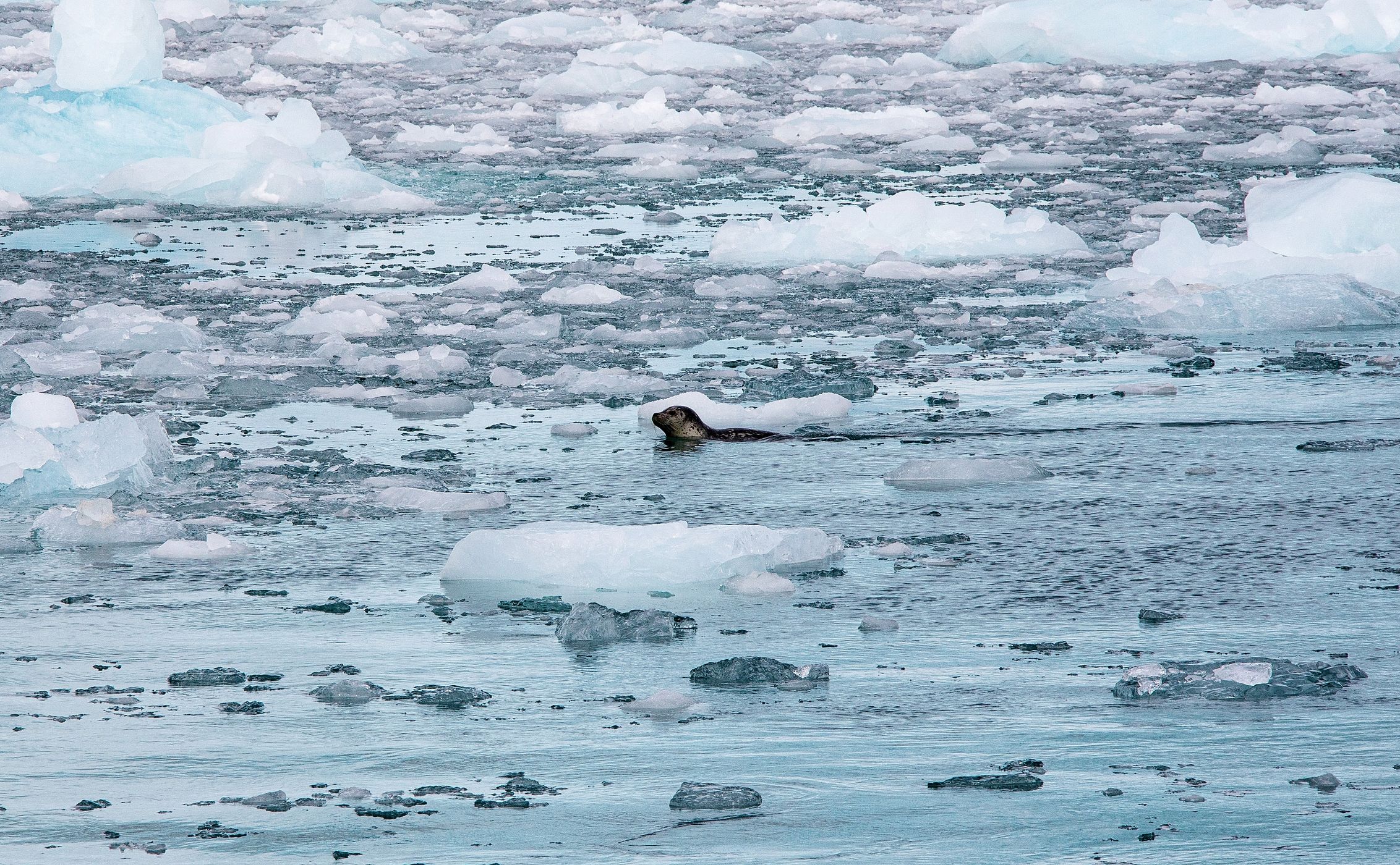 Aialik Glacier, USA