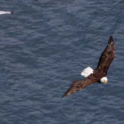 Bald Eagles at Signal Hill in St. John's, Canada